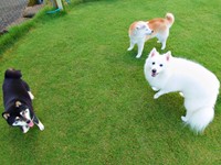 みんなで外遊び！（左から）ひなたちゃん、ククリちゃん、楽くん（画像提供：くーさんママさん）