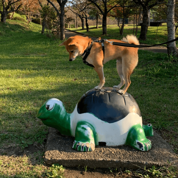 竜宮城に行けるかも！？ 亀の遊具の上にちょこんと乗る禄くん （画像提供：柴犬 ろくさん）
