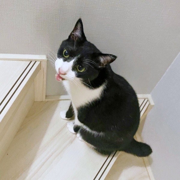 「遊ぼー！」飼い主さんを誘うシノスケくん（画像提供：nenekoさん）