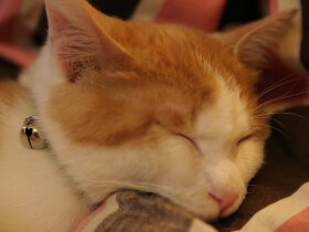 猫連れキャンプで猫が脱走！　真っ暗なうえ雨も降り･･･　さあ、どうする！？