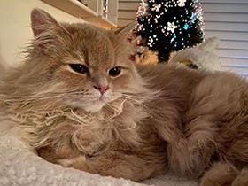 体調が悪いときはそばにいてくれる優しいスコ「めめ」　愛情を表現する幸せをくれた　