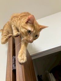 真剣な表情！（画像提供：むぎと人間さん）