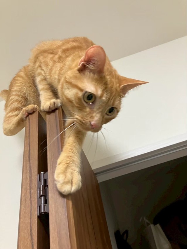 真剣な表情！（画像提供：むぎと人間さん）