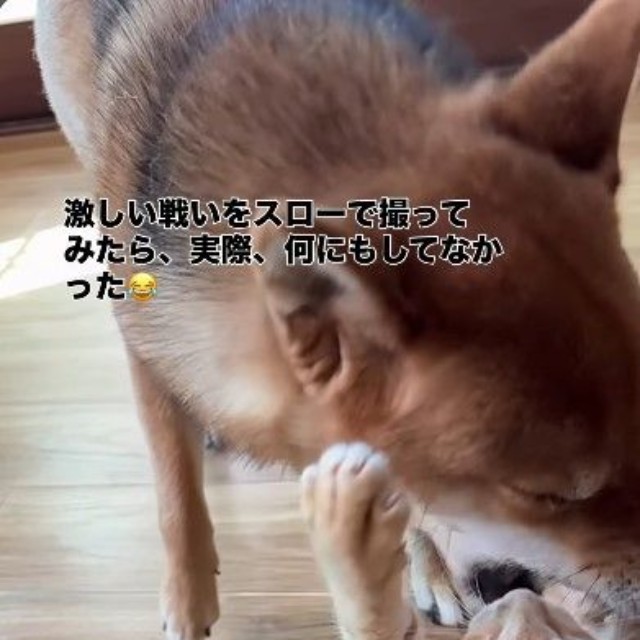 ちゃまるちゃんとわさびくんのじゃれ合いがスタート！（画像提供：@chamaru0617さん、Instagramよりキャプチャ撮影）