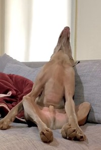 後ろに倒れる･･･！（「ルピロア ワイマラナー」さん提供、Twitterよりキャプチャ撮影）