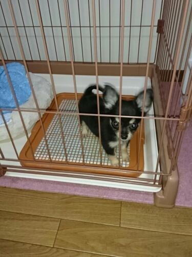 家にきたころの「ナツくん」