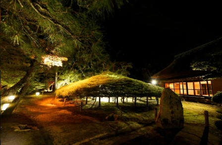 大傘松のライトアップの様子（中津万象園提供）