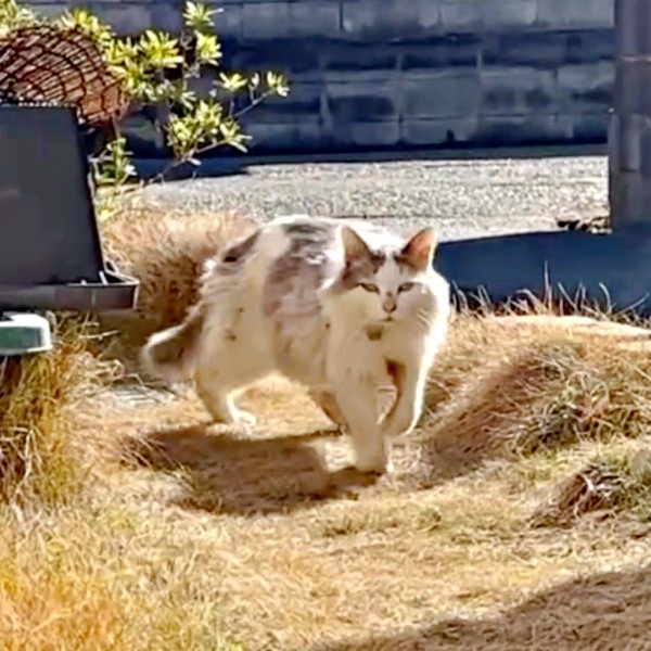 庭に現れたメルくん。ご飯で誘うと歩いてきました（画像提供：レオとむぎさん）