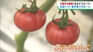 宮城・大崎市で生産されたトマト　全国トマト選手権で最高金賞を受賞