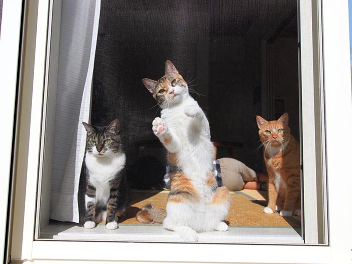 お庭からこんにちは。（テクニック1）