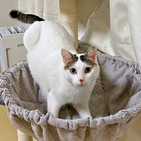 ハンモックに入ろうとするおかかくん（画像提供：おかかとそぼろの成長記録さん）