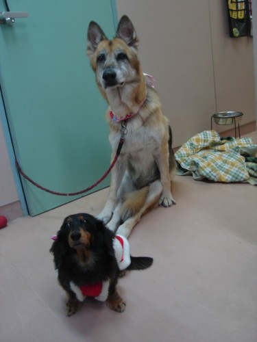 エメちゃんとはお年寄り同士、仲良しコンビ（望月さん提供）