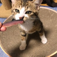 なんだこれは？いいにおいがするにゃ