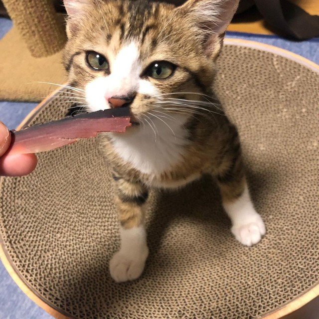 なんだこれは？いいにおいがするにゃ