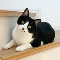 階段上できょとんとした表情を浮かべるこたろうくん（画像提供：neveさん）