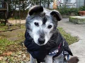 寝たきりになり、鳴き叫ぶ老犬　一緒に乗り越えていく日々