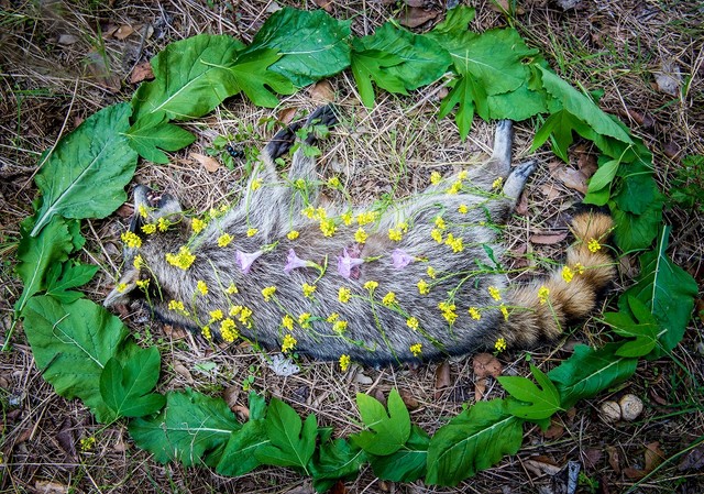 （アマンダ博士提供）