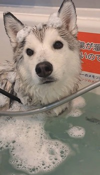 お風呂入ってきた（「mugi🐾シベリアンハスキー」さん提供）