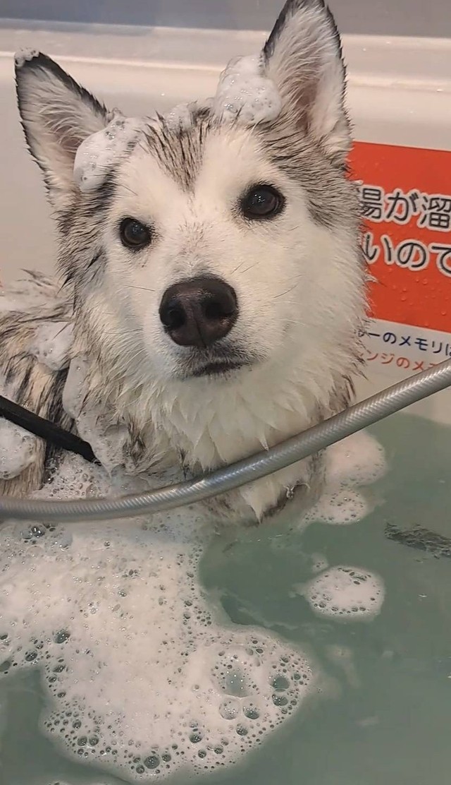 お風呂入ってきた（「mugi🐾シベリアンハスキー」さん提供）