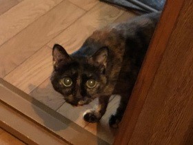 入院した飼い主“猫不足”にもだえる日々　２週間後やっと帰宅すると猫たちの反応は？