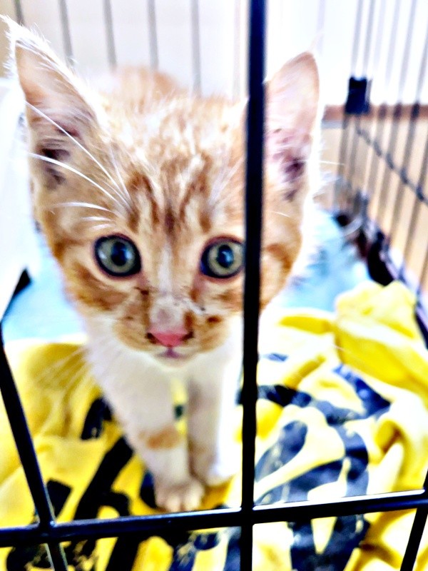 ケージの中から飼い主さんを見つめる縁くん（画像提供：【かんざき屋】じゃきちゃんさん）