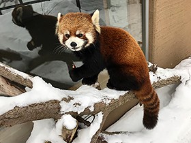 レッサーパンダのホクト、「旅立ち」に向けて寄せ書きを募集中
