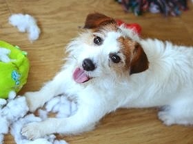 犬が異物誤飲、熱中症…必要な応急措置　かゆみも続けば要注意