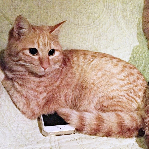 保護後、1週間経たないくらいのとき。静かに過ごすこいもちゃん（画像提供：こいもちゃんさん）