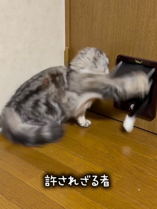 もなかちゃんが突然、パンチ！ 侵入阻止されるあずきちゃん（画像提供：Instagram／@neco_nekotaroさん）