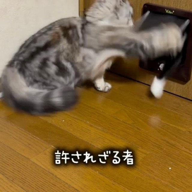 もなかちゃんが突然、パンチ！ 侵入阻止されるあずきちゃん（画像提供：Instagram／@neco_nekotaroさん）