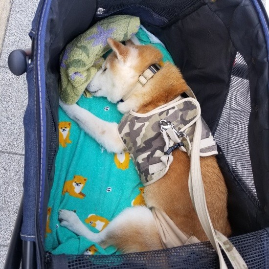 自然療法を受けていた病院までは歩いて片道１時間。あじみくんが車に乗るのが大嫌いなこともあり、毎回プチ遠足気分でカートを押していた（朋子さん提供）