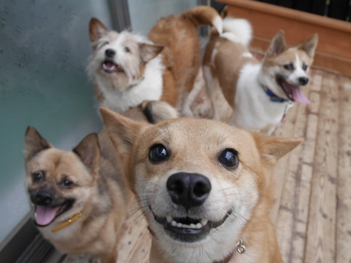 一般社団法人「ゆめまるHAPPY隊」。大小６つのドッグランがあるシェルターでは、老犬や大型犬が多く暮らす。長野県松本市