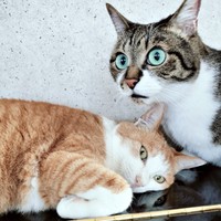 きょうだいでまったり過ごす（左から）マリーちゃん、弟猫のてつおくん（画像提供：まりてつさん）