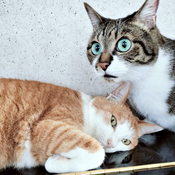 きょうだいでまったり過ごす（左から）マリーちゃん、弟猫のてつおくん（画像提供：まりてつさん）