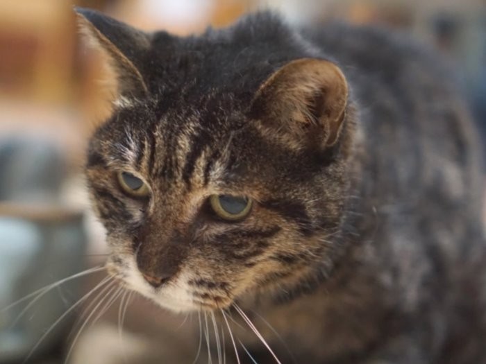 自販機の陰に住みついた老猫 放っておけず家に迎え入れた | 「犬