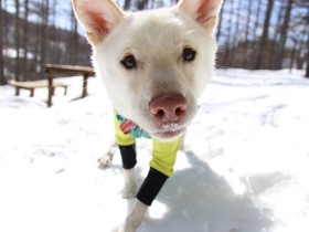 【雑種犬図鑑.１】オレ様な性格だけど寂しがりや　ギャップ萌え～な白犬「ロッシ」