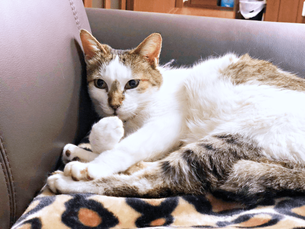 心地よい場所を見つけるのが上すだったみぃ～みぃ～ちゃん（画像提供：みぃ～みぃ～ちゃんとジャミラズさん）