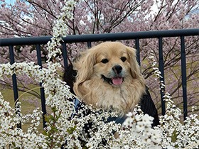 公園のお散歩、気持ちいいね　優しいお兄ちゃん犬の「れん」