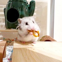 パプリカをおいしそうに食べるまろちゃん（画像提供：まろとsaeさん）