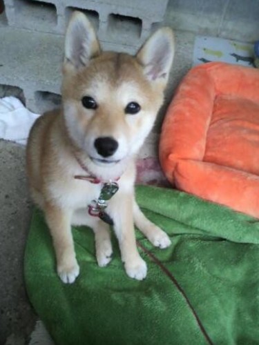 家にきたころの「姫子」