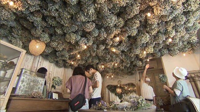 カフェの天井一面にお花がいーっぱい！廃棄されるアジサイを利用　売り上げは紫雲出山の保全活動資金に　香川・三豊市