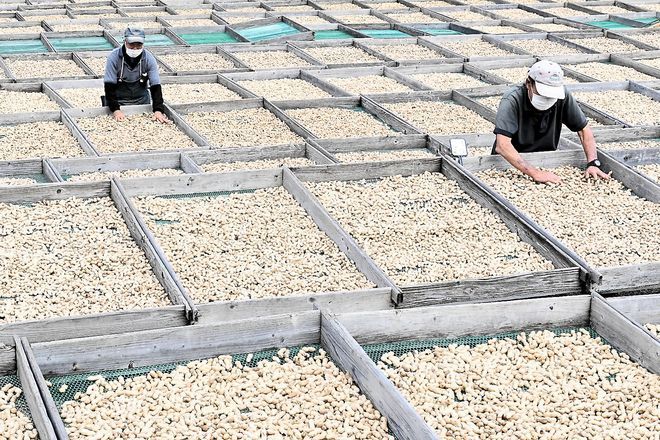Roasted or boiled, peanuts come through in a crunch