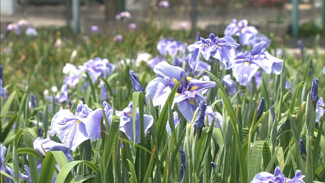 梅雨前に涼し気な色合いを　ハナショウブが見頃迎える　香川・坂出市