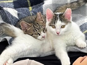 元野良の姉妹猫を迎えた家族　猫との幸せな日々で、難病のお兄ちゃんの体調が安定