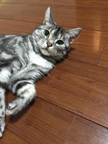 ペットショップでアルバイトしていた時、売れ残った猫の引き取り手を募集していると知り、迎えた（ちかさん提供）