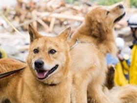 災害救助犬の夢之丞とハルクもレスキュー出動、行方不明者を捜索