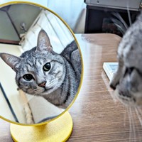 鏡に映ったお顔が素敵なしまちゃん（画像提供：ふみさん）