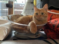 ボウルの中でくつろぐのが好き＝かわいいまめかわいいゆたさん（@kawaiimame_twit）提供