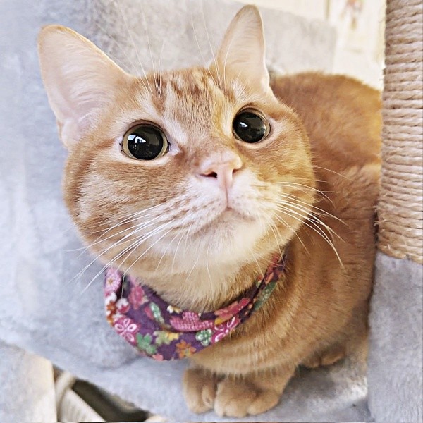 少しずつ家での暮らしに慣れていったこなちゃん（画像提供：ユンコロさん）