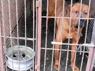 不明の土佐犬、死体で発見　連れ去られて殺された？　青森県